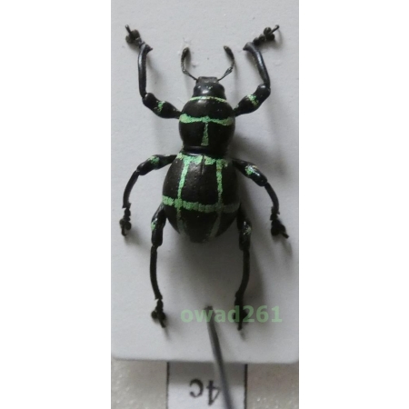 Pachyrhynchus moniliferus Germar, 1824 male Philippines4c